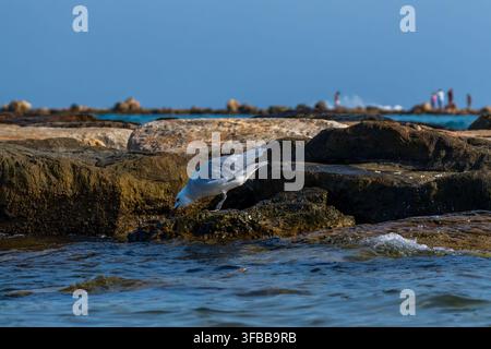 A solitary seagull eating food while standing on large stones along a rocky coastline overlooking turquoise ocean waters. Distant silhouettes of peopl Stock Photo