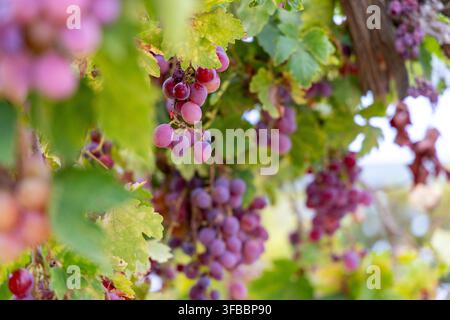 Clusters of deep red and purple grapes ripen on the vine, surrounded by lush green leaves, hinting at an abundant harvest Stock Photo