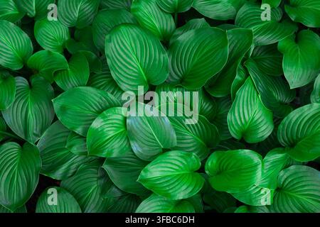 Top view  of green hosta plant leaves in garden. Organic vegetation foliage provides natural pattern texture. Botany background with vibrant botanical Stock Photo
