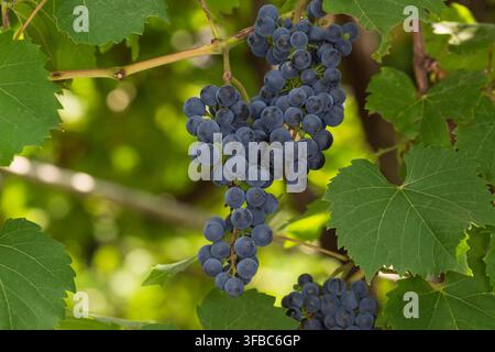 A bunch of black wine grapes hangs among green leaves Stock Photo