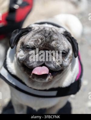 Smiling pug squints her eyes in the sun, having a blast at the beach in Wales Stock Photo