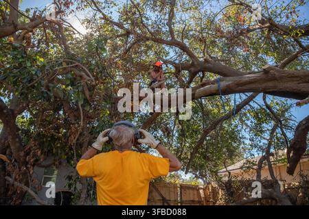 Rear view of a senior man standing in a garden looking up at a man in a tree about to chop down a branch with a chainsaw Stock Photo