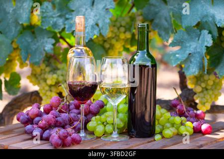 Bottles and glasses with red and white wine and grapes Stock Photo