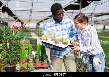 Greenhouse workers using phone to check information about potted cacti Stock Photo