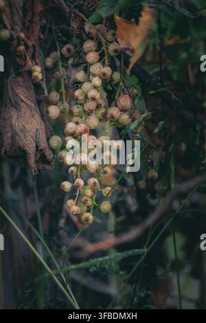 Garden Plum Tree Branch with Spider Web and Fallen Leaves. Web-Covered Green Plums on Tree Branch in Moody Natural Light Stock Photo