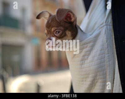 Chihuahua puppy carried through a sunny old street Stock Photo
