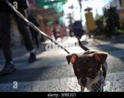 Chihuahua puppy walking on a leash in the street Stock Photo