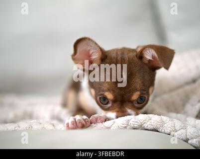 Chihuahua puppy lying on a soft white blanket Stock Photo