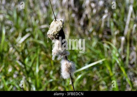 A close view of a cattail seed head breaking apart, revealing soft, cotton‑like fibres among surrounding green wetland vegetation. Stock Photo
