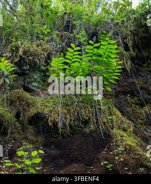Bright green plants are growing on rocky ground in a forest setting. Water flows nearby, and sunlight shines through the trees. Moss and leaves cover Stock Photo
