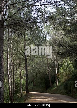 Dirt road winding through a dense pine forest. Stock Photo