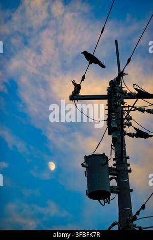 Evening moon and a crow on a utility pole.A deeply moving sight. Stock Photo