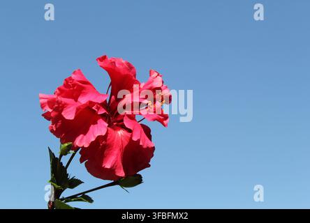 A red double hibiscus flower blooming vividly against a vast, clear blue sky background, offering ample copy space Stock Photo