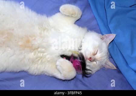 A cute red flame point ragdoll cat sleeping peacefully upside down on a bright blue blanket while holding a toy Stock Photo