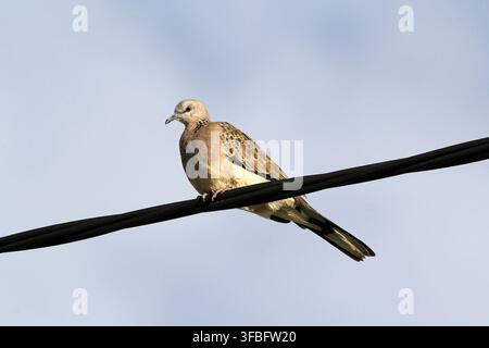 A spotted dove perched on a black overhead power line against a clear light blue sky background Stock Photo