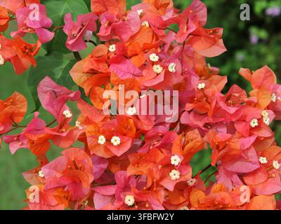 A cluster of orange and pink bougainvillea flowers blooming heavily in a garden Stock Photo