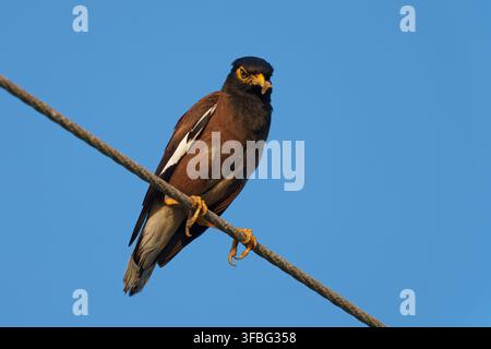 Common myna perched on wire against clear blue sky. Stock Photo