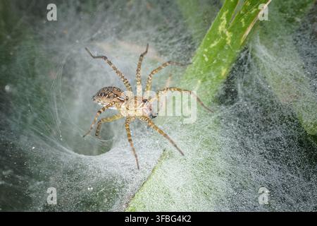 Funnel weaver spider perched at entrance of web retreat macro Stock Photo