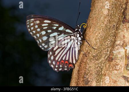 Red ring skirt butterfly perching on tree bark showing curled proboscis Stock Photo
