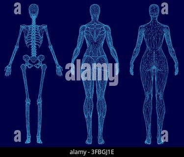 A female skeleton wireframe with detailed muscles and anatomical structures appears on a blue background for medical or educational use. Stock Vector