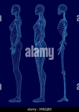 A female skeleton wireframe with detailed muscles and body structure sits on a blue background. The intricate 3D model features various geometric shap Stock Vector