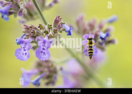 Common long-bellied hoverfly (Sphaerophoria scripta), on a catmint (Nepeta x faassenii) flower, Meienberg, Canton of Aargau, Switzerland Stock Photo