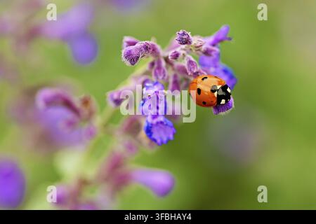 Seven-spot ladybird (Coccinella septempunctata), on a catmint (Nepeta fassenii) flower, Meienberg, Canton of Aargau, Switzerland Stock Photo