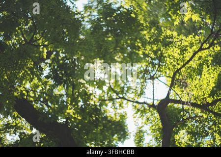 Bottom up view of green tree canopy with soft sunlight filtering through leaves and branches creating a peaceful natural forest background pattern. Stock Photo