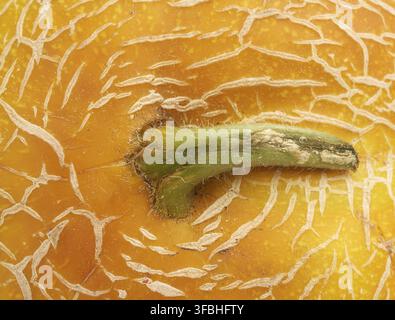 Yellow ripe melon texture, full frame, close up Stock Photo