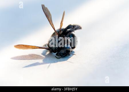 Close-up of a dark carpenter bee on a pale surface in bright sunlight, with translucent brown wings and a sharp blue shadow. Stock Photo