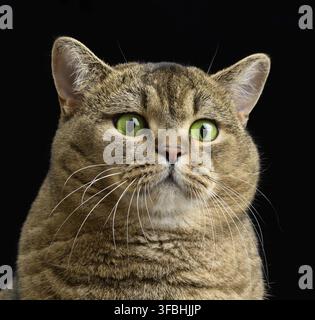 Adult gray cat Scottish Straight sits on a black background. Sad and angry muzzle, green eyes Stock Photo