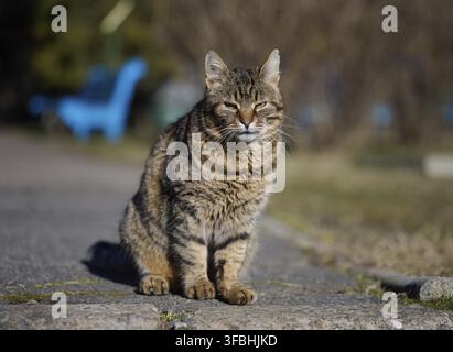 Portrait of an adult gray street cat Stock Photo