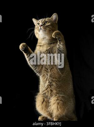 An adult gray cat Scottish straight chinchilla stands on its hind legs. Black background Stock Photo