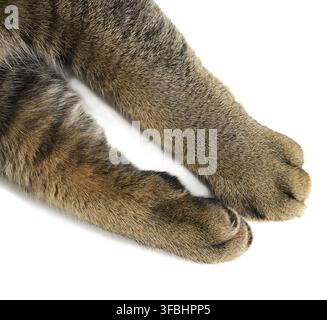 Two front paws of an adult gray shorthair cat of the Scottish Straight breed on a white background, top view Stock Photo