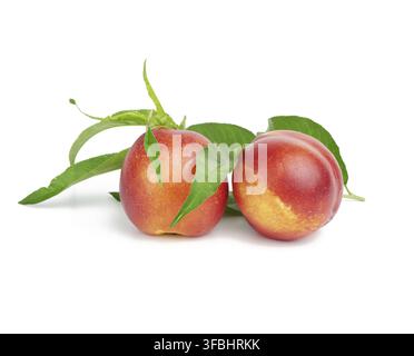 Two ripe red round nectarines and a branch with green leaves isolated on white background, close up Stock Photo