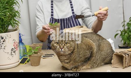 Woman is planting plants in paper plastic cups on the table, next to an adult gray cat lies. Homework growing sprouts Stock Photo