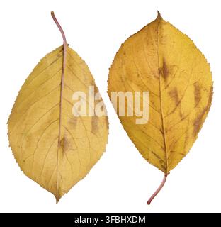 Yellow cherry leaf on isolated background, close up. Set Stock Photo