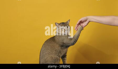 Adult gray cat, short-haired Scottish straight-eared, sits on a yellow background. Animal hold on to a woman's hand Stock Photo