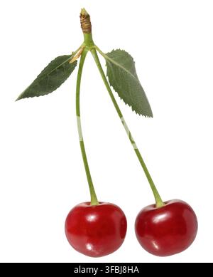 Red cherries with green stems and small green leaves, still attached to their branching point, isolated background Stock Photo
