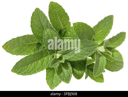 Branch of fresh mint with green leaves on isolated background Stock Photo
