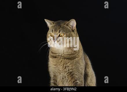 Portrait of an adult gray Scottish straight cat on a black background Stock Photo