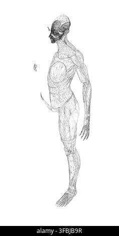 A female anatomy wireframe illustration depicts muscles and skeletal structure with outstretched arms. This intricate black and white drawing uses a c Stock Vector