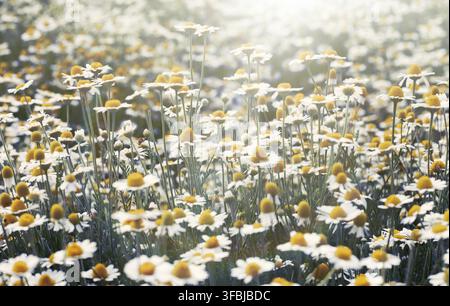 Large field with white blooming daisies on a spring day, selective focus, sunny Stock Photo