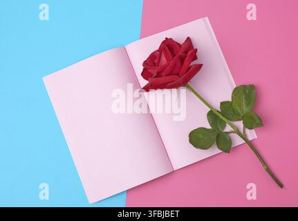 Open notebook with pink sheets and red rose on a blue pink background, flat lay Stock Photo