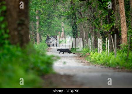 Adult melanistic leopard crosses a road at the periphery of a forest with the electric fence visible on one side and tourist vehicles in background Stock Photo