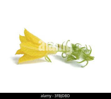 Yellow cucumber flower isolated on white background, close up Stock Photo