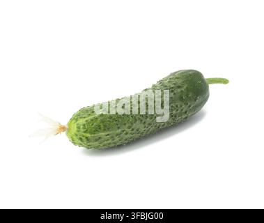 Green oblong cucumber isolated on white background, close up Stock Photo