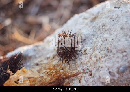 Close-up of a spiky sea urchin shell resting on a weathered coastal rock surface with small fossilized shells in bright daylight. Stock Photo