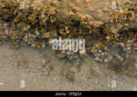 Detailed close up of various marine organisms, algae, and tiny shells growing on a submerged coastal rock formation in Possidi Beach, Greece. Stock Photo