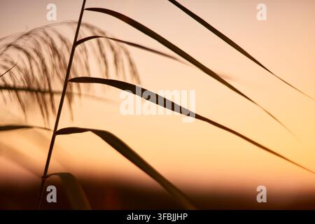 A close-up view of tall green reed leaves forming elegant diagonal lines against a bright glowing sunset sky, creating a peaceful and natural abstract Stock Photo
